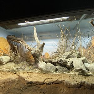 Barbary grass mouse exhibit