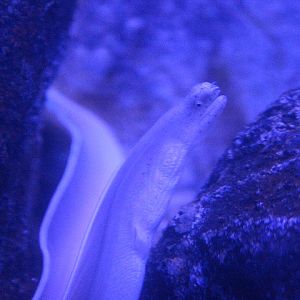 White ribbon eel (Pseudechidna brummeri)