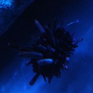 Slate pencil urchin (Heterocentrotus mamillatus)