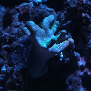Devil's hand coral (Lobophytum cf. pauciflorum)