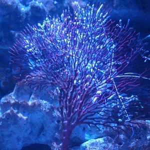 Knotted fan coral (Melithaea ochracea)