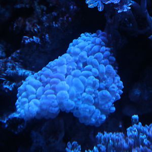 Pearl bubble coral (Physogyra lichtensteini)