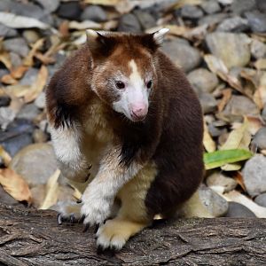 Matschie's Tree-Kangaroo (Dendrolagus matschiei) juvenile
