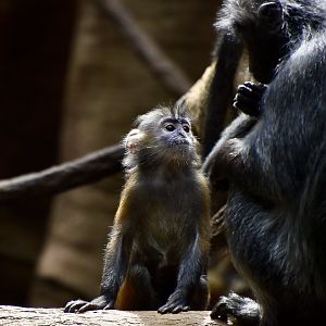 Silvery Lutung (Trachypithecus cristatus) baby