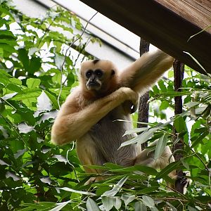 Northern White-Cheeked Gibbon (Nomascus leucogenys) female - "Chi-Yu"