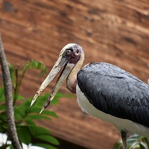 Lesser Adjutant Stork (Leptoptilos javanicus)