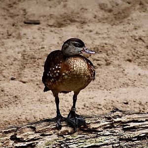 Spotted Whistling Duck (Dendrocygna guttata)
