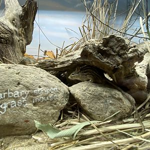 Barbary stripped grass mouse