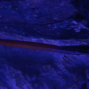 Jann's pipefish (Doryrhamphus janssi)