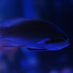 Threadfin anthias (Pseudanthias huchtii)