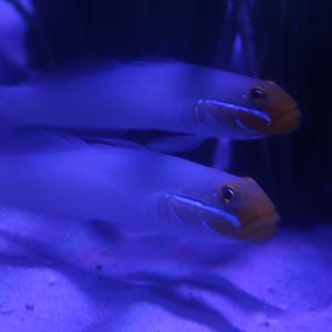 Golden-head sleeper goby (Valenciennea strigata)