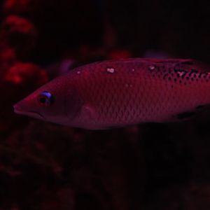 Pacific Diana's hogfish (Bodianus dictynna)