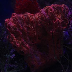 Elephant-ear sponge (Stylissa carteri)