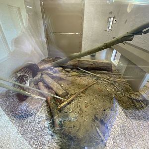 Cape porcupine indoors