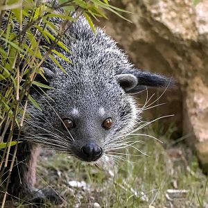 Binturong