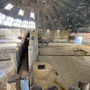 Indoor black rhino enclosure