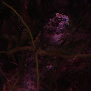 Lawnmower blenny (Salarias fasciatus)