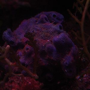 Branching purple coral (Amphimedon queenslandica)