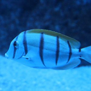 Convict surgeonfish (Acanthurus triostegus)