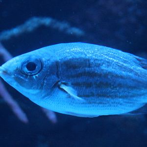 Goldspot seabream (Gnathodentex aureolineatus)