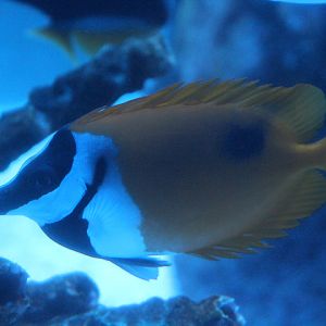 Blotched foxface (Siganus unimaculatus)