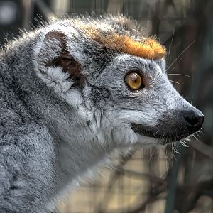 Crowned lemur