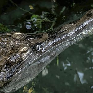 False gharial