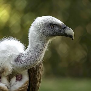 Griffon vulture