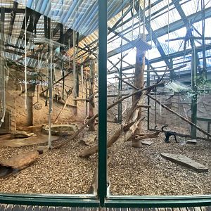 Indoor spider monkey enclosure