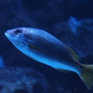 Yellow-fin snapper (Lutjanus xanthopinnis)