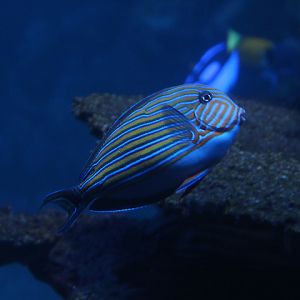 Lined surgeonfish (Acanthurus lineatus)