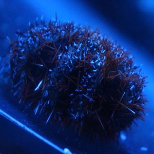 Collector urchin (Tripneustes gratilla)