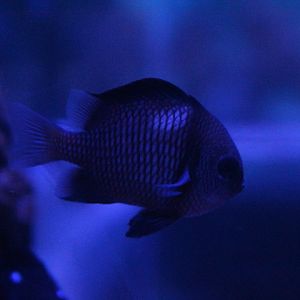 Reticulate dascyllus (Dascyllus reticulatus)