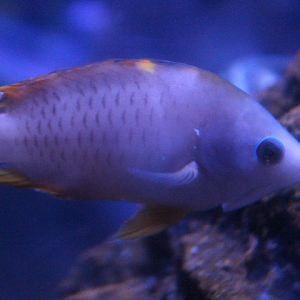 Latent sling-jaw wrasse (Epibulus brevis)