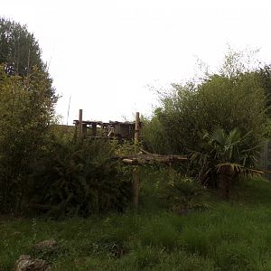 De brazza’s guenon enclosure 7.7.24