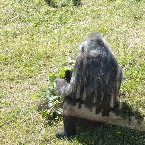 Western lowland gorilla “Biddy” 7.7.24