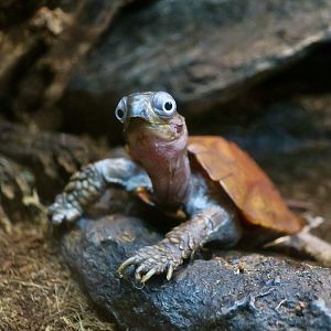 Black-Breasted Leaf Turtle (Geoemyda spengleri)