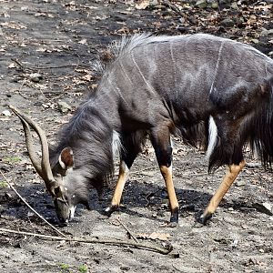 Nyala (Tragelaphus angasii) male