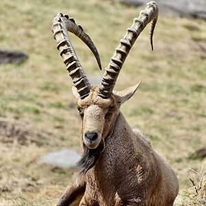 Nubian Ibex (Capra nubiana) male