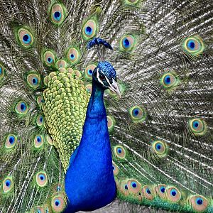 Indian Peafowl (Pavo cristatus) male