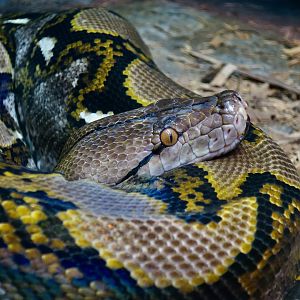 Reticulated Python (Malayopython reticulatus)