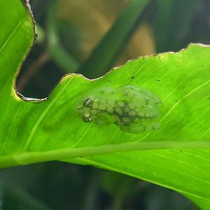 La Palma Glass Frog (Hyalinobatrachium valerioi)
