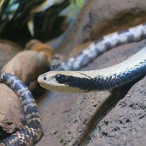 False Water Cobra (Hydrodynastes gigas)
