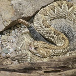 Aruba Island Rattlesnake (Crotalus unicolor)