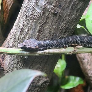 Brongersma's Pit Viper (Craspedocephalus brongersmai)