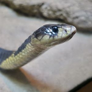 Snouted Cobra (Naja annulifera)