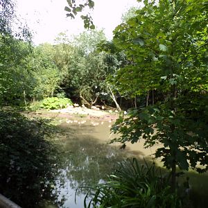 Chilean flamingo pool 7.7.24