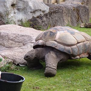 Aldabra tortoise  7.7.24