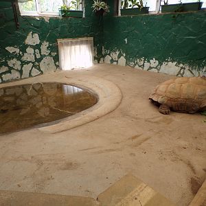 Aldabra tortoise indoors  7.7.24