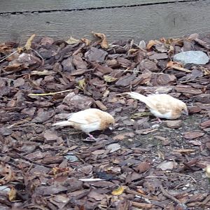 Bengalese finches (sorry for blur) 7.7.24